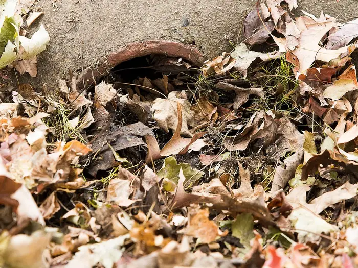 A drain opening choked with fallen leaves