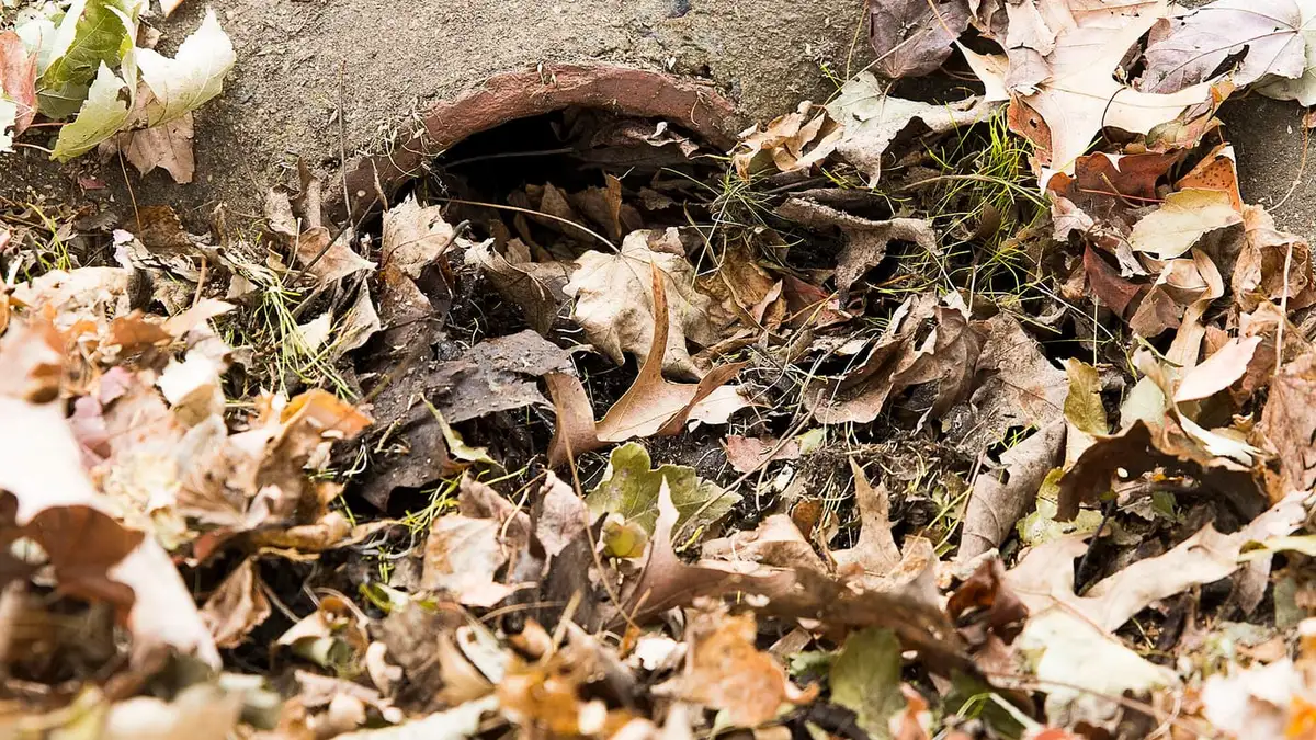 A drain opening choked with fallen leaves