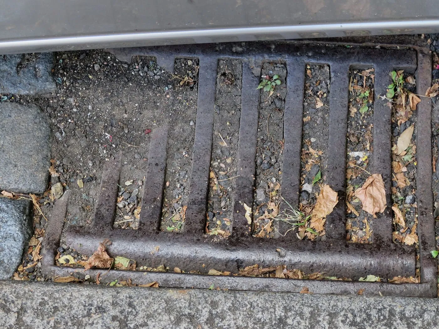 A street drain gully grate clogged with leaves and debris