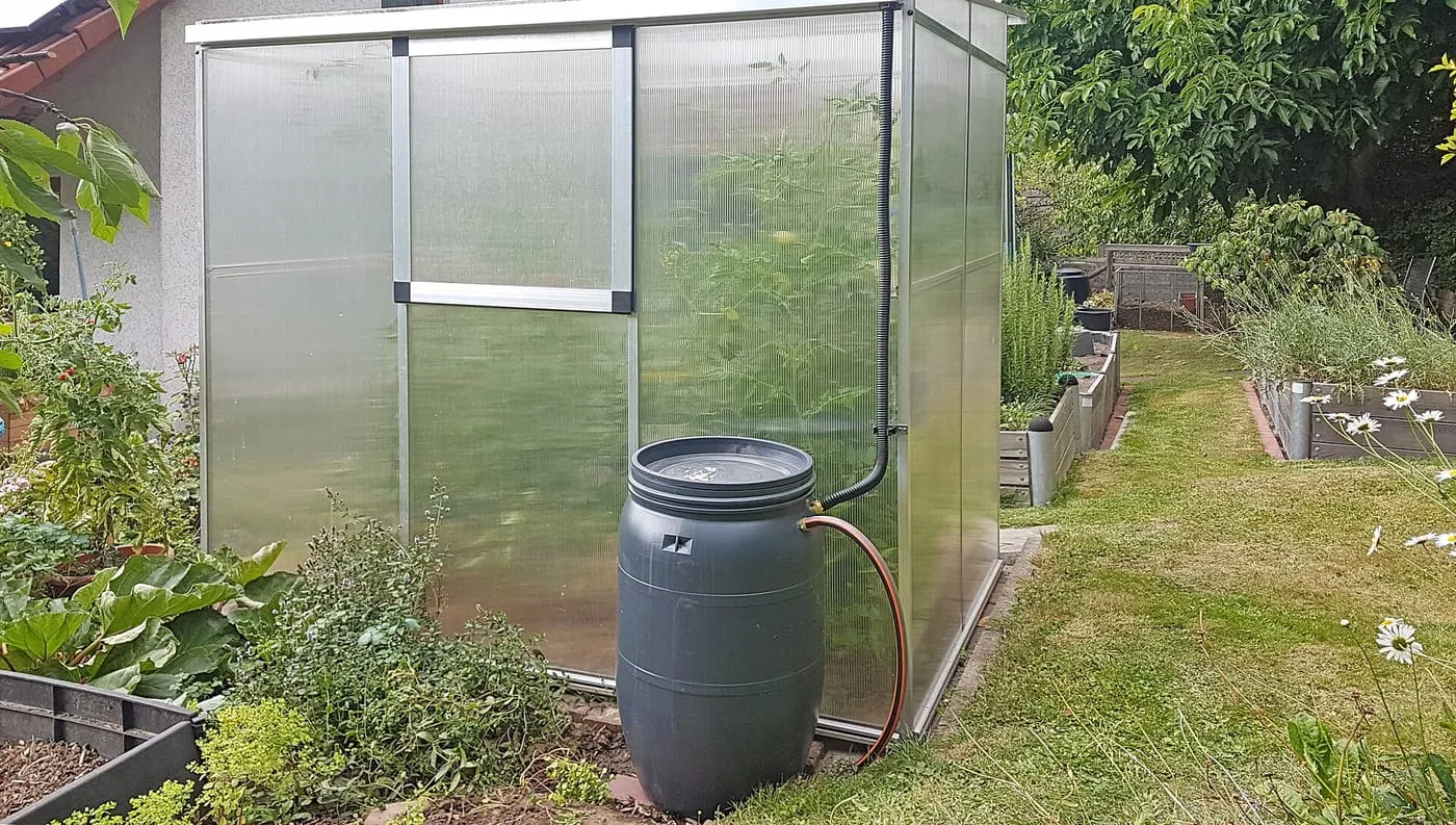 A rain barrel collecting water beside a small greenhouse