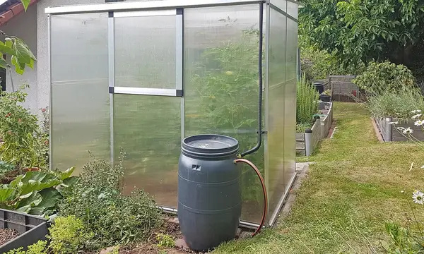 A rain barrel collecting water beside a small greenhouse