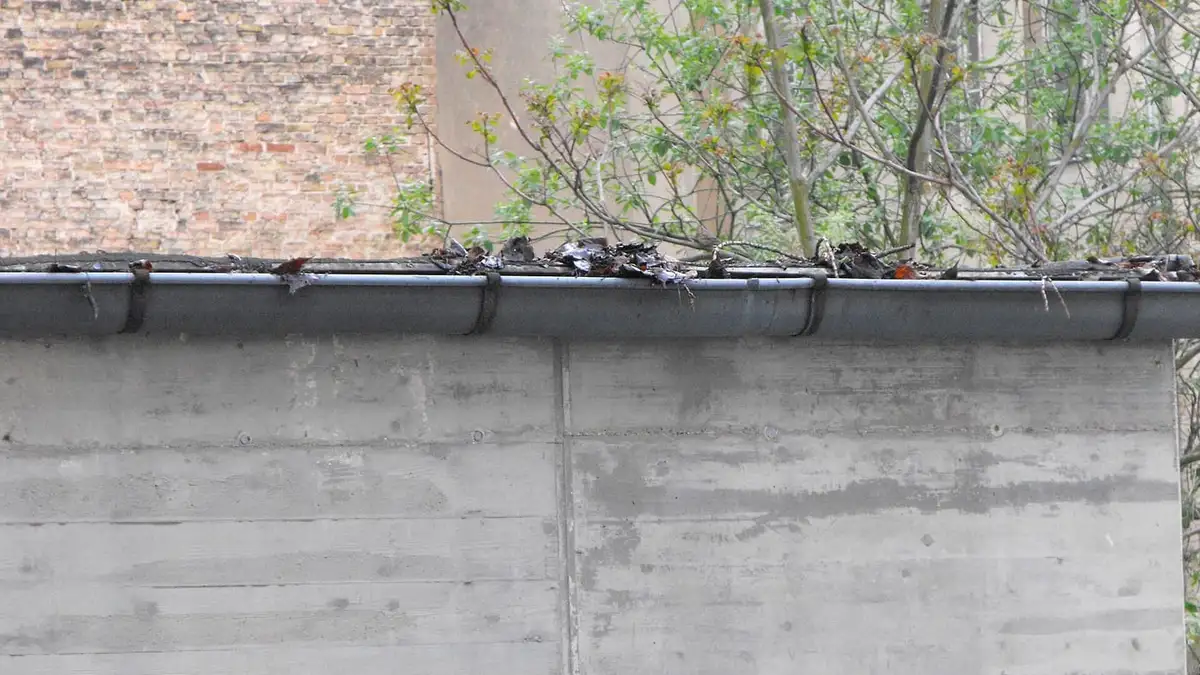 A rain gutter clogged with leaves and plants growing out of it