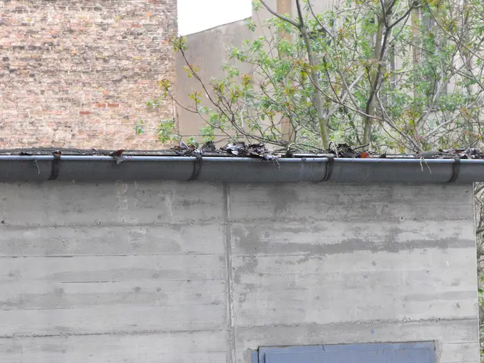 A rain gutter clogged with leaves and plants growing out of it