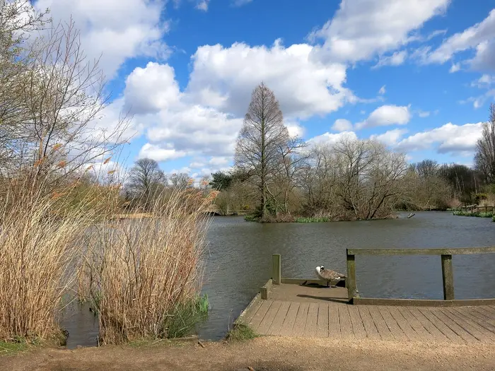 The pond on Wandsworth Common