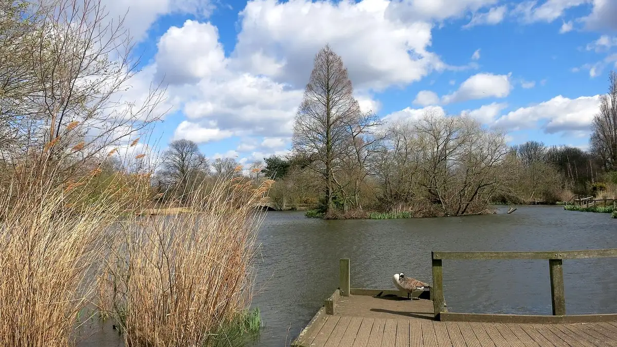 The pond on Wandsworth Common